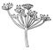 Umbels vintage illustration