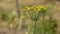 Umbels with yellow flowers, fennel plant, in June, in the vegetable garden.