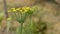 Umbels with yellow flowers, fennel plant, in June, in the vegetable garden.