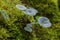Umbilicus Rupestris Leaves between Mosses