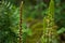 Umbilicus rupestris, navelwort growing in a forest