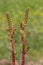 Umbilicus rupestris (Wall Pennywort) flower