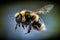 umblebee (Bombus terrestris) in flight, closeup. Bombus terrestris bumblebee, dumbledor, Generative AI