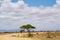 Umbrella acacia in the savannah of Tsavo East