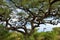 Umbrella acacia in Tanzania, Africa