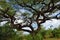 Umbrella acacia in Tanzania, Africa