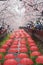 Umbrella decorations at Yeojwacheon stream during Jinhae Gunhangje Festival , Jinhae, Korea