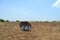 A umbrella in dried land