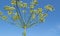 Umbrella head of DILL with seeds on a stalk against a blue sky in summer