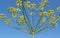 Umbrella head of DILL with seeds on a stalk against a blue sky in summer