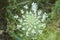 Umbrella inflorescence