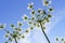 Umbrella-like White Hemlock Flowers and Bright Sky.