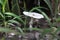 Umbrella Mushroom in the Wild