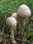 Umbrella mushrooms