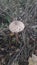 Umbrella mushrooms grow in the forest after rain