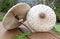 Umbrella mushrooms lie on a wooden table, side view, close-up