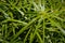 Umbrella papyrus Cyperus alternifolius plant leaves closeup