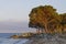 Umbrella pine from Corsica, France