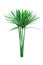 Umbrella plant, Papyrus, Cyperus alternifolius L. Isolated on white backgrund. with clipping path