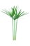 Umbrella plant, Papyrus, Cyperus alternifolius L. Isolated on white backgrund. with clipping path