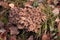 Umbrella polypores - Polyporus umbellatus