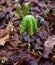 Umbrella shaped mayapple plants emerging in a spring forest.