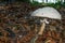 Umbrella Shaped toadstool in a woodland