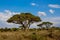 Umbrella thorn acacia Acacia tortilis beautiful landscape of Africa