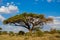 Umbrella thorn acacia Acacia tortilis beautiful landscape of Africa