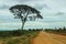 Umbrella Thorn Acacia - the classic picture of the African