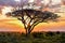 Umbrella thorn acacia with sunset
