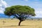 Umbrella Thorntree, Acacia Wattle tree with Rift Valley mountain range in Tanzania, East Africa