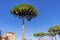 Umbrella Tree Ancient Museum Palantine Hill Rome Italy