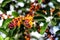 Umbrella tree fruits, Schefflera arboricola flowering plant