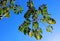 Umbrella tree,Queensland umbrella tree, octopus tree