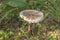 Umbrella variegated, or large Macrolepiota procera