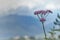 Umbrella of a violet flowering valerian Valeriana officinalis on a mountain meadow in the Bavarian Alps, exposed against a