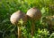 Umbrellas are beautiful and edible mushrooms