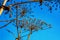 Umbrellas from borage seeds. Blue sky background