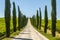 Umbria - Road with cypresses