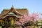 Ume Blossoms and Main Building in Kitano Tenmangu Shrine, the Tablet with Shrine`s name, Kyoto,