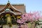 Ume Blossoms and Main Building in Kitano Tenmangu Shrine, the Tablet with Shrine`s name, Kyoto,