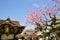 Ume Blossoms and Main Building in Kitano Tenmangu Shrine, the Tablet with Shrine`s name, Kyoto