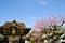 Ume Blossoms and Main Building in Kitano Tenmangu Shrine, the Tablet with Shrine`s name, Kyoto