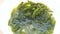 Umibudou, Green Caviar (Caulerpa lentillifera) Grape seed seaweed