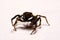 Umping Spider over White background