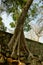 Un arbre dans le temple Ta Prohm dans le domaine des temples de Angkor, au Cambodge