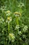 Un-natural Growth Mutant Dandelion Weed