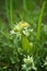 Un-natural Growth Mutant Dandelion Weed