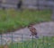 un petit oiseau qui tien dans son bec un bout de pain